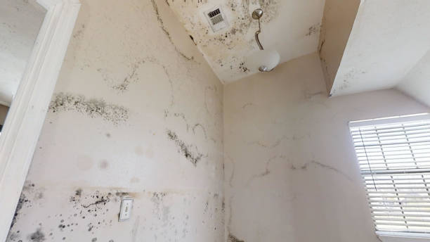 Best Comprehensive Air Testing for Mold Contaminants  in Grosse Pointe Park, MI