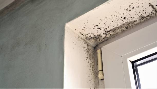 Best Mold Damage Restoration  in Grosse Pointe Park, MI