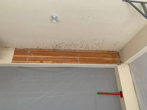 Best Flood Damage  in Grosse Pointe Park, MI