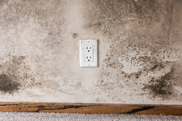 Best Emergency Mold Remediation  in Grosse Pointe Park, MI
