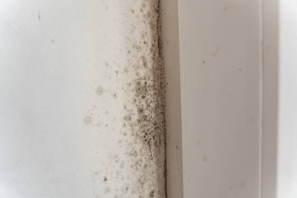 Asbestos and Lead Testing During Mold Inspection in Grosse Pointe Park, MI